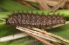 Boloria eunomia: Larva in the end of the penultimate instar (S-Germany, Kempter Wald, 20. May 2021) [M]