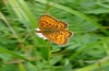 Boloria eunomia: Male (S-Germany, Kempter Wald, 08. June 2020) [N]