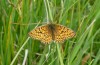 Boloria eunomia: Male (S-Germany, Kempter Wald, 08. June 2020) [N]