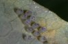 Boloria eunomia: Eggs prior to hatching [S]