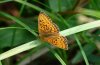 Boloria eunomia: Male [N]