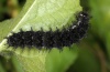 Boloria euphrosyne: Larva, dark form without yellow portion in the thorns [S]