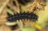 Boloria euphrosyne: Raupe im vorletzten Stadium [S]