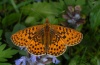 Boloria euphrosyne: Male (Lechtal near Forchach, Austria, 4. May 2012 [N]