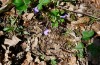 Boloria euphrosyne: Larval habitat (larva on the lower side of photo) on the eastern Swabian Alb near Dischingen (24/04/2013). The larvae live at sunny places without dense vegetation. [N]