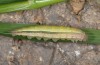 Hipparchia fatua: Larva in penultimate instar (Samos, early May 2013) [M]