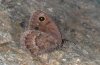 Satyrus ferula: Male (Provence, France) [S]