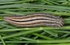 Satyrus ferula: Larva (Valais, Leuk) [S]