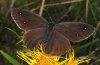 Satyrus ferula: Männchen (Provence) [S]