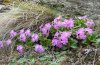 Satyrus ferula: Larvalhabitat im Wallis bei Stalden: im Festuca-Büschel neben den Primula fand sich eine halbwüchsige Raupe, April 2008 [N]