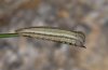 Satyrus ferula: Half-grown larva (Ticino, Switzerland) [M]