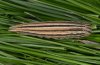 Satyrus ferula: Raupe (Provence) [S]