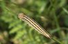 Satyrus ferula: Raupe [M]