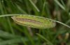 Erebia flavofasciata: Larva lateral (Ticino) [M]