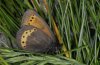 Erebia flavofasciata: Lower side, northern Ticino [S]