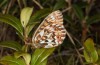 Boloria freija: Male (N-Sweden, Abisko, late June 2020) [M]