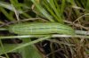 Coenonympha gardetta: Larva dorsal [S]