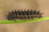 Boloria graeca: Larva in penultimate instar [S]
