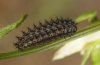 Boloria graeca: Young larva (e.o. Phalakron) [S]