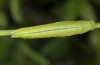 Coenonympha hero: Larva (eastern Swabian Alb) [S]