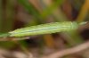 Coenonympha hero: Raupe im Frühjahr (im vorletzten Stadium überwintert, Ostalb)