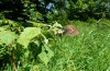 Coenonympha hero: Männchen beim Blütenbesuch an Himbeere (Ostalb, Mitte Juni 2013) [N]