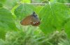 Coenonympha hero: Falter