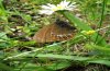 Coenonympha hero: Weibchen (�lter)