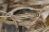 Aphantopus hyperantus: Young larva in the March (Memmingen) [M]