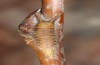 Apatura ilia: Larva in winter (SW-Germany, northern Upper Rhine Valley, Schwarzach, February 2019) [N]