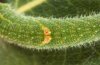 Apatura ilia: L3-larva in September (eastern Swabian Alb, Southern Germany, 2010) [N]