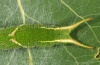 Apatura ilia: Larva (eastern Swabian Alb, Southern Germany, late May 2012) [N]