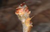 Apatura ilia: Larva in winter (SW-Germany, northern Upper Rhine Valley, Schwarzach, February 2019) [N]