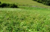 Brenthis ino: Habitat im Jagsttal (Nordostwürttemberg), wo auch Maculinea nausithous fliegt. Juli 2011. [N]