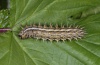 Brenthis ino: Larva (eastern Swabian Alb, Southern Germany) [N]
