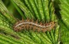 Brenthis ino: Half-grown larva (eastern Swabian Alb, Heidenheim/Brenz, May 2013) [S]