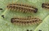 Euphydryas intermedia: Young larva L3 (e.o. rearing, Switzerland, Ticino, Rodi-Tremorgio, oviposition 02. July 2022) [S]