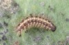 Euphydryas intermedia: Young larva in the end of instar L3 (e.o. rearing, Switzerland, Ticino, Rodi-Tremorgio, oviposition 02. July 2022) [S]