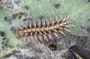 Euphydryas intermedia: Half-grown larva in the first hibernation instar L4 (e.o. rearing, Switzerland, Ticino, Rodi-Tremorgio, oviposition 02. July 2022) [S]
