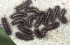 Euphydryas intermedia: Half-grown larvae in the first hibernation instar L4 (e.o. rearing, Switzerland, Ticino, Rodi-Tremorgio, oviposition 02. July 2022) [S]