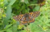 Euphydryas intermedia: Male (Switzerland, Ticino, Rodi-Tremorgio, 02. July 2022) [N]