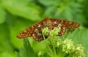 Euphydryas intermedia: Männchen (Schweiz, Tessin, Rodi-Tremorgio, 02.07.2022) [N]