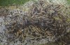 Euphydryas intermedia: Young larvae L1 (e.o. rearing, Switzerland, Ticino, Rodi-Tremorgio, oviposition 02. July 2022) [S]