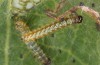 Euphydryas intermedia: Young larvae L1 (e.o. rearing, Switzerland, Ticino, Rodi-Tremorgio, oviposition 02. July 2022) [S]