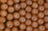 Euphydryas intermedia: Eggs. 6 days old (Switzerland, Ticino, Rodi-Tremorgio, 08. July 2022) [S]