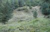 Euphydryas intermedia: Habitat in the Pinus cembra zone (Switzerland, Val Rosegg, September 2008) [N]