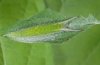 Apatura iris: Halbwüchsige Raupe [S]