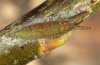 Apatura iris: Hibernating larva (Memmingen, Southern Germany) [N]