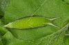 Apatura iris: Larva in last instar [S]