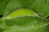 Apatura iris: Larva [S]